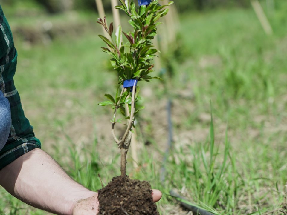 Adottati in Sicilia 200 alberi da frutto grazie a Euro Company 1