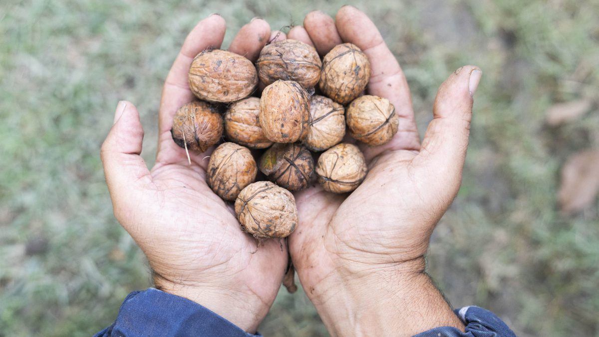 Valorizzazione della filiera delle noci italiane