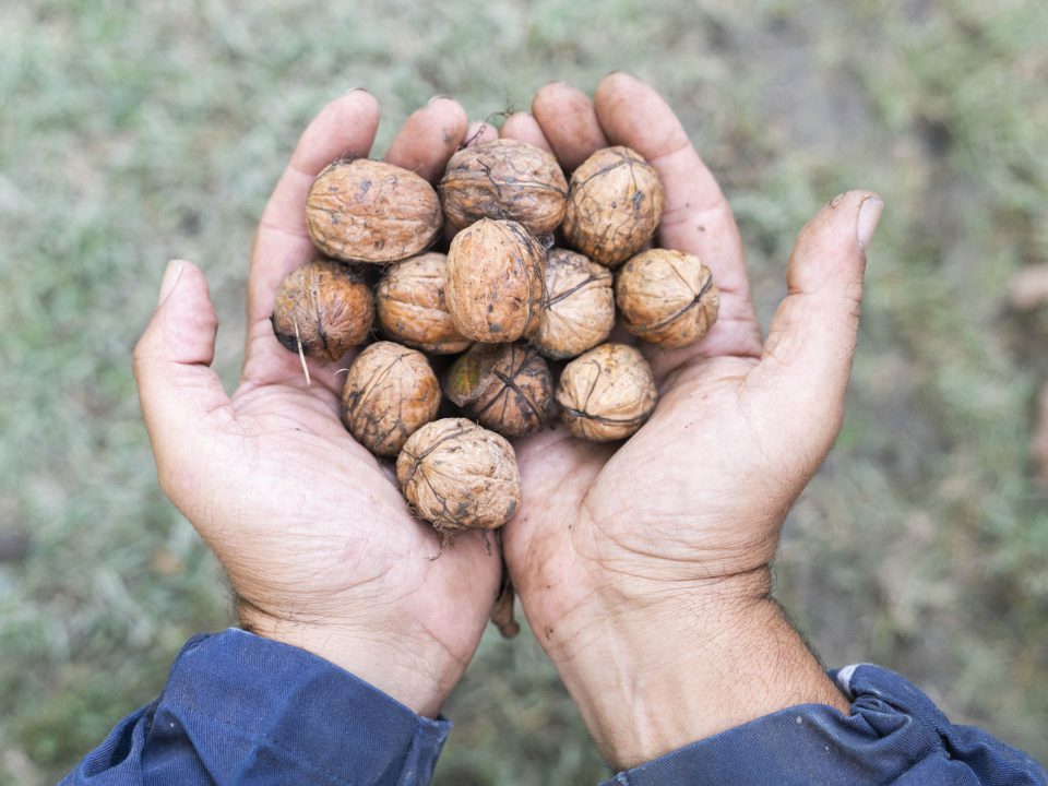 Valorizzazione della filiera delle noci italiane