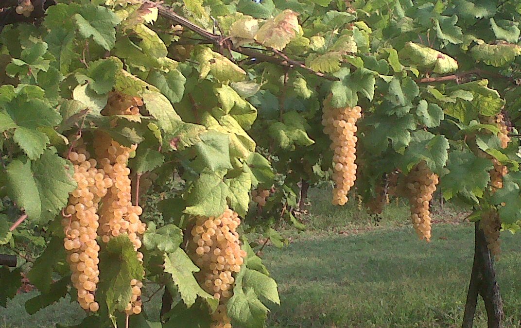 Parte da Bertinoro l’ottava edizione dell’Albana Dèi