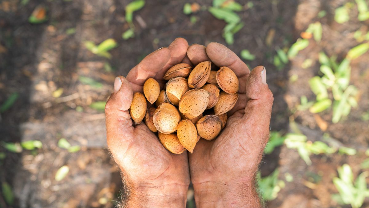 Filiere sostenibili locali per mandorle, nocciole e noci
