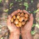 Filiere sostenibili locali per mandorle, nocciole e noci