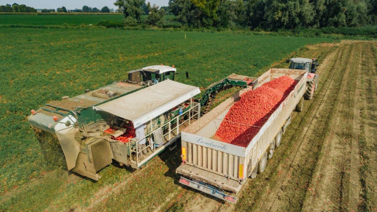 Approvato il bilancio del Consorzio Casalasco del Pomodoro