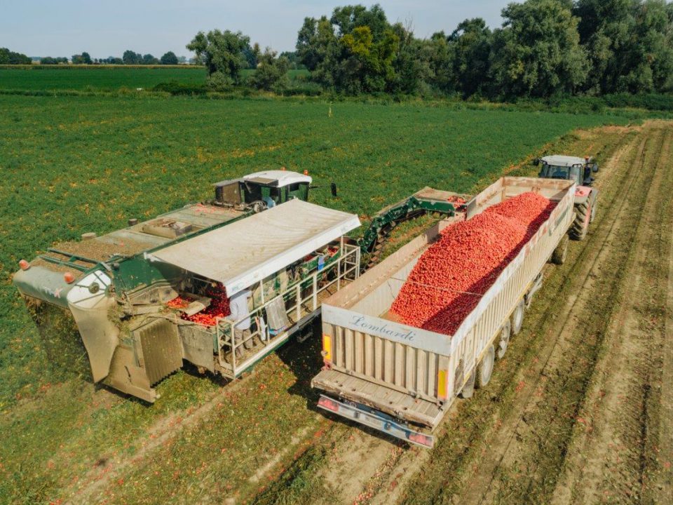 Approvato il bilancio del Consorzio Casalasco del Pomodoro