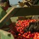 Buone pratiche agricole