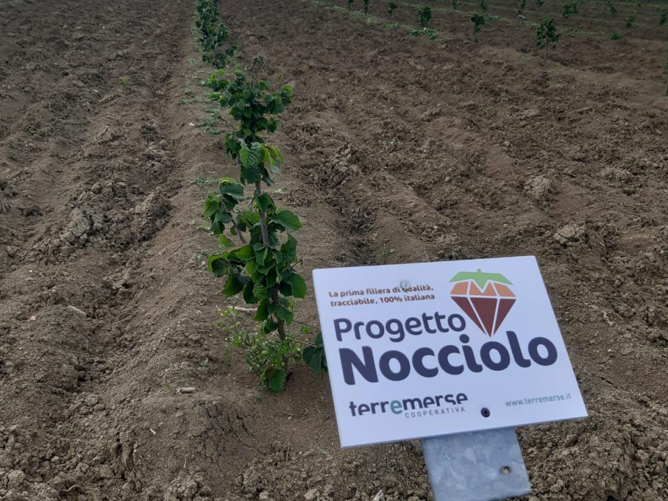 Il Nocciolo in Emilia-Romagna: prospettive concrete di sviluppo