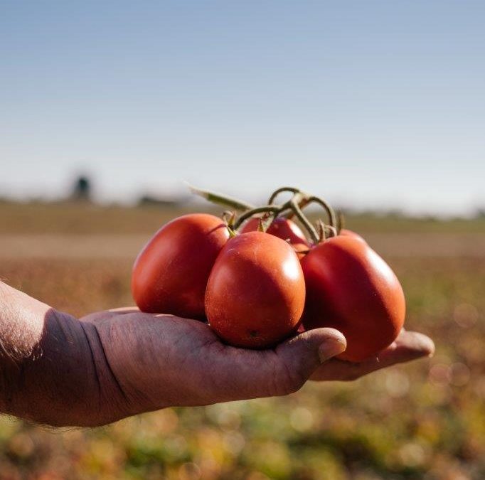 Casalasco leader italiano nella trasformazione del pomodoro da industria