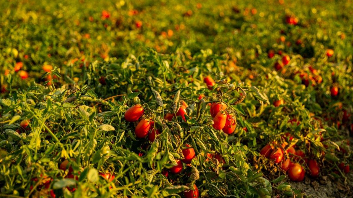 Pomodoro da Industria: Casalasco sigla l’accordo con AINPO e ASIPO a 150 Euro/ton