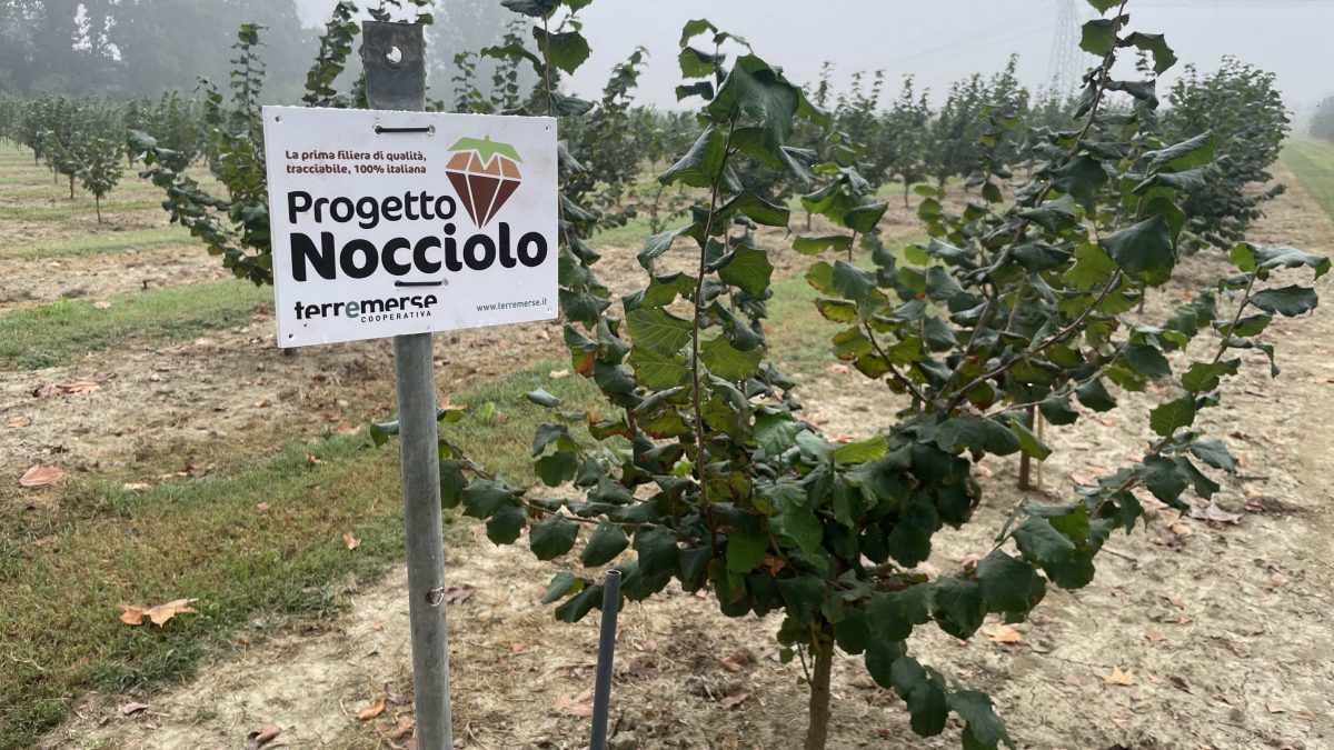 Nocciolo: è il momento giusto per investire?