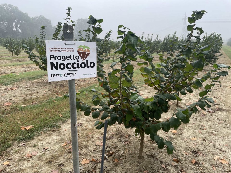 Nocciolo: è il momento giusto per investire?