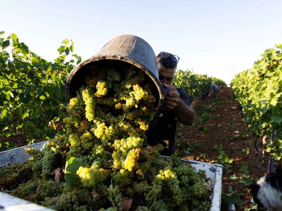 Vendemmia 2025: l’armonia perfetta del Vulture firmata Cantina di Venosa